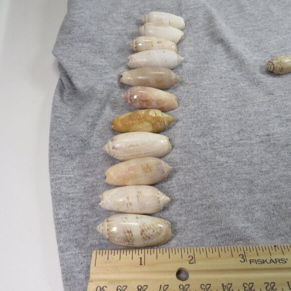 Oliva REAL sea shells (35+) not in mint condition - Picture 5 of 7